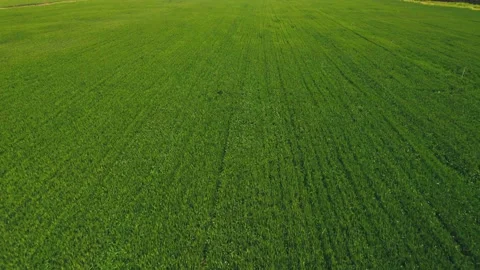 Cornfield Stock Footage 239726243