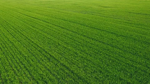 Cornfield Stock Footage 239726294