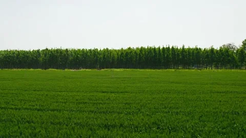 Cornfield Stock Footage 239726400