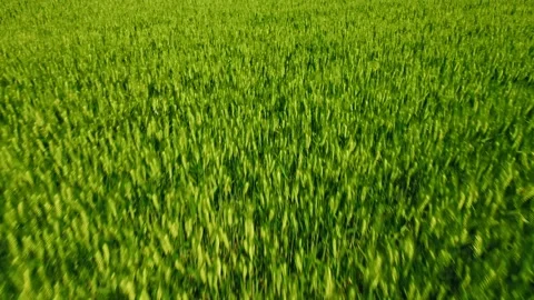 Cornfield Stock Footage 239728469