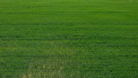 Cornfield Stock Footage 239728524