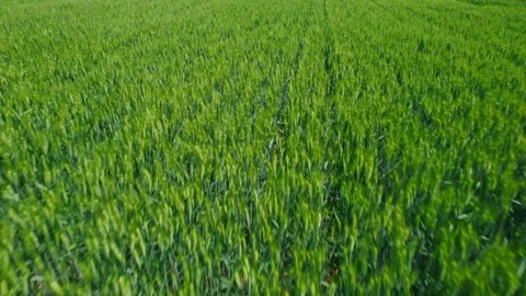 Cornfield Stock Footage 239728569