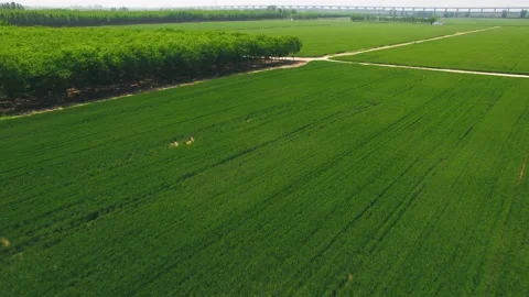 Cornfield Stock Footage 239728704
