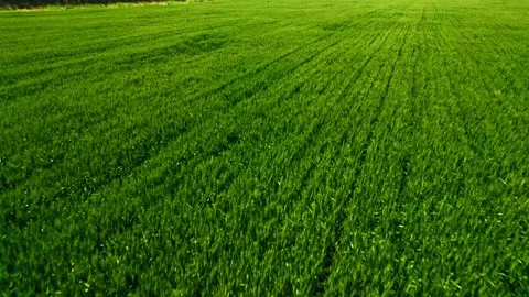 Cornfield Stock Footage 239728800