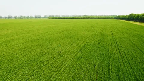 Cornfield Stock Footage 239728876