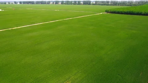 Cornfield Stock Footage 239728931