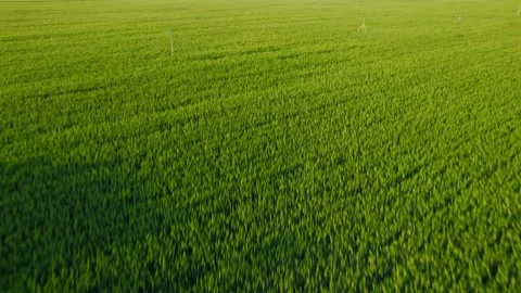 Cornfield Stock Footage 239729088