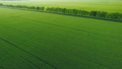 Cornfield Stock Footage 239729158