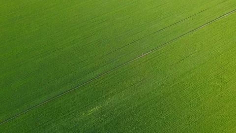 Cornfield Stock Footage 239729219