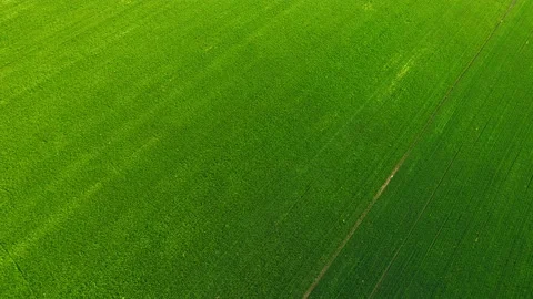 Cornfield Stock Footage 239729294