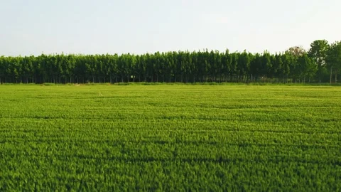 Cornfield Stock Footage 239729339