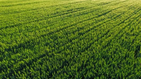 Cornfield Stock Footage 239729364