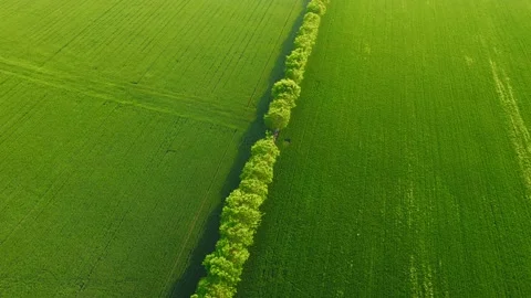 Cornfield Stock Footage 239729482