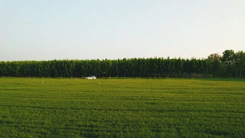 Cornfield Stock Footage 239729637