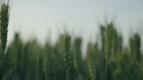 Cornfield Stock Footage 239730248