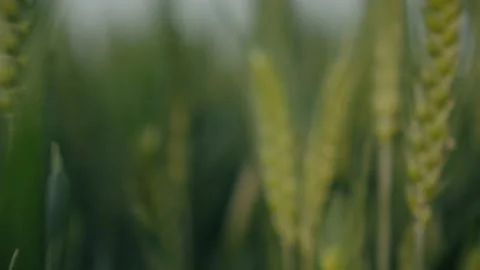 Cornfield Stock Footage 239730290