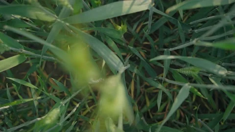 Cornfield Stock Footage 239730305