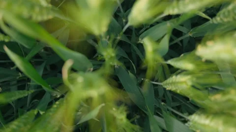 Cornfield Stock Footage 239730340