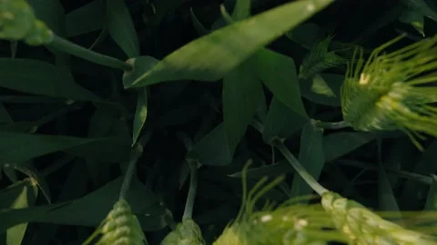 Cornfield Stock Footage 239730395