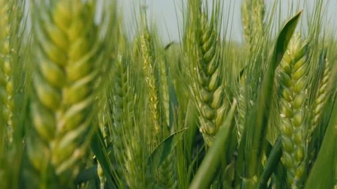 Cornfield Stock Footage 239730442