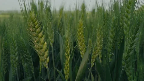 Cornfield Stock Footage 239730500