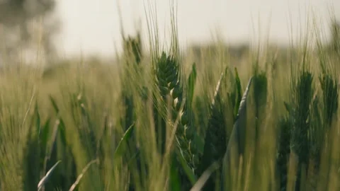 Cornfield Stock Footage 239730522