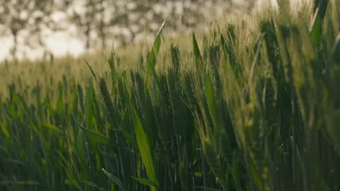 Cornfield Stock Footage 239730553