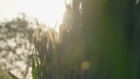 Cornfield Stock Footage 239730605