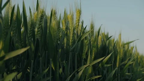 Cornfield Stock Footage 239730617