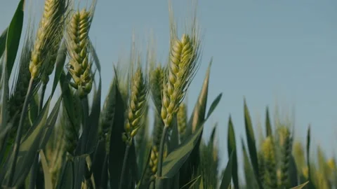 Cornfield Stock Footage 239730636
