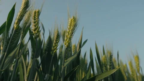 Cornfield Stock Footage 239730672