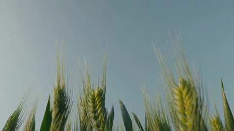 Cornfield Stock Footage 239730706