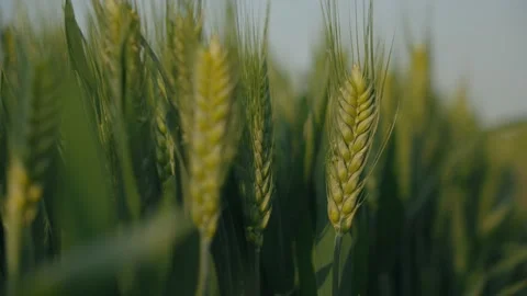 Cornfield Stock Footage 239730765