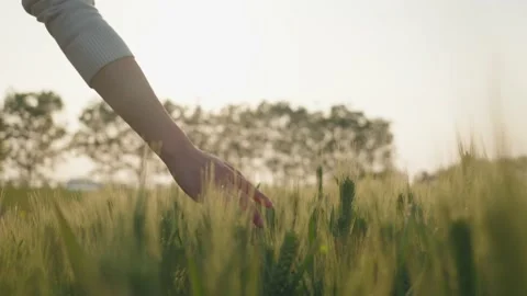 Cornfield Stock Footage 239730780