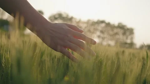 Cornfield Stock Footage 239730799