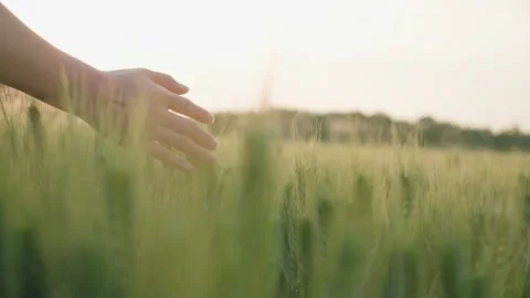 Cornfield Stock Footage 239730820