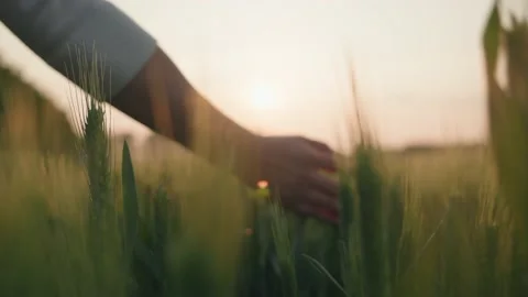 Cornfield Stock Footage 239730853