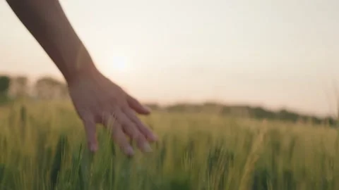 Cornfield Stock Footage 239730878