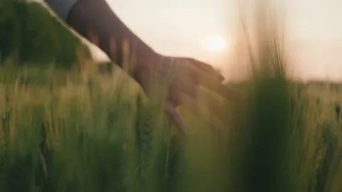 Cornfield Stock Footage 239730903
