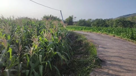 Cornfield Stock Footage 246645622