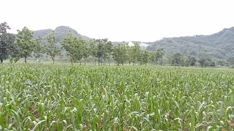 Cornfield Stock Footage 266210541