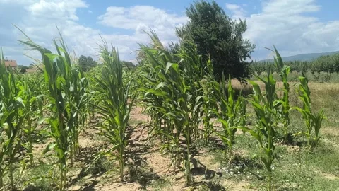 Cornfield Stock Footage 339437730