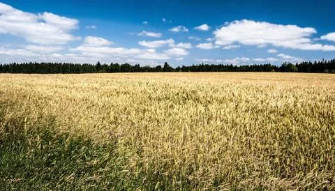 Cornfield, forest on the background and nice blue sky Stock Photos