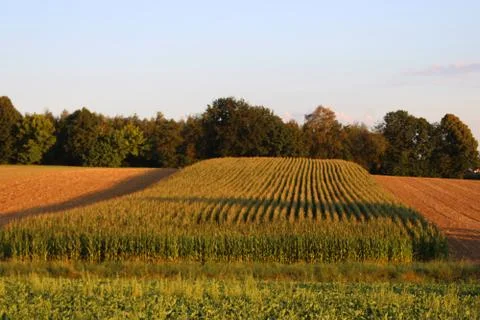 Cornfield with a forest in the background Stock Photos