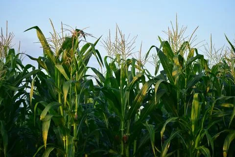 Cornfield.  Fresh corn in the garden.  Close up detail of corn in the garden Stock Photos
