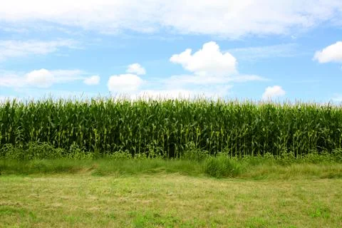 Cornfield in front of blue sky Stock Photos