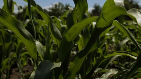 Cornfield, full hd video Stock Footage 76721442