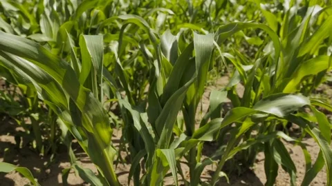Cornfield, full hd video Stock Footage 76721586