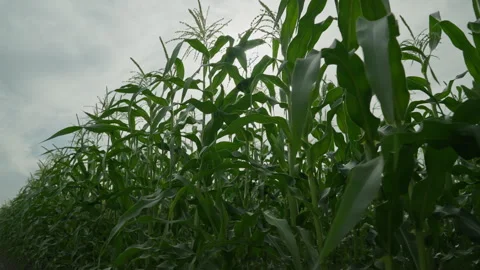 Cornfield. A general plan of ripening corn cobs. Cornfield on the background of Video stock 255601482