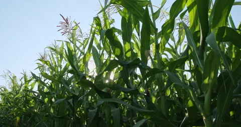 Cornfield. The General plan of the ripening ears of corn. Corn field on a Vídeos de archivo 143139867
